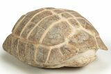 Colorful Fossil Tortoise (Stylemys) - South Dakota #316911-1